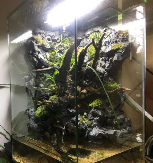 雨林战场攻略（深入解析雨林战场，带你成为顶级解说达人）
