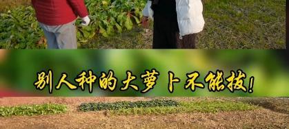 探险乐园（玩转野菜乐园，收获满满的冒险乐趣！）