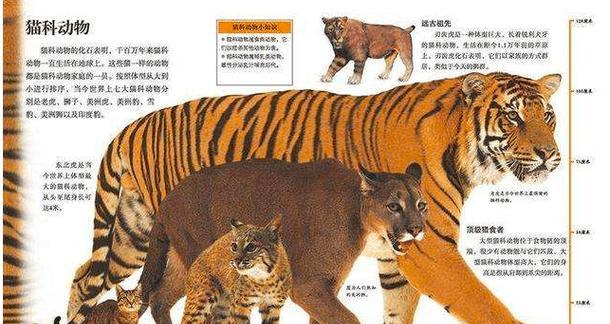 百兽之战小游戏攻略（玩家必读！百兽之战小游戏攻略全解析，帮你通关无忧！）